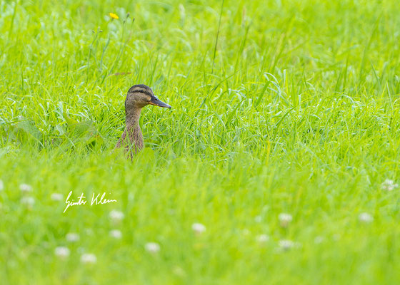 Stockente weibchen