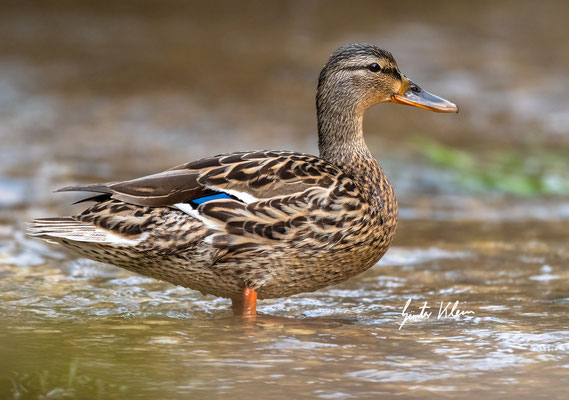 Stockente weibchen