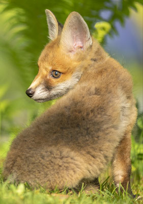 Rotfuchswelpe