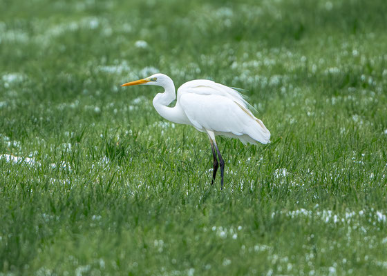 Silberreiher