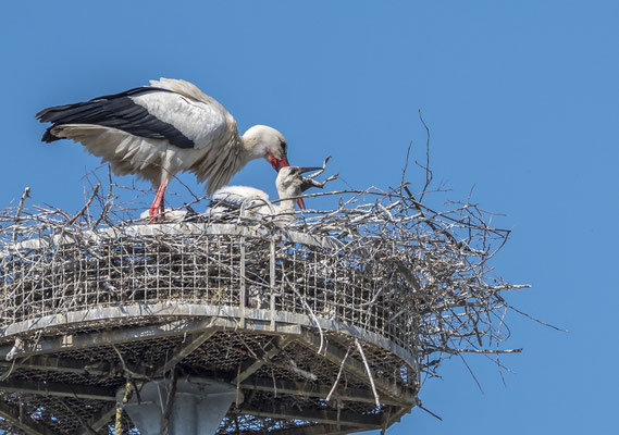 Weißstorch mit Nachwuchs