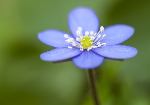 Leberblümchen