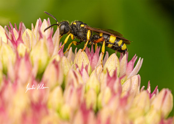 Bienenjagende Knotenwespe