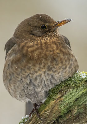 Amsel weibchen