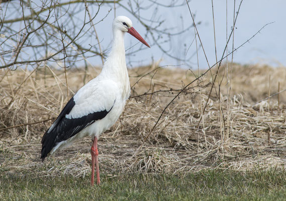 Weißstorch