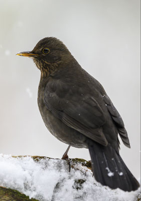 Amsel weibchen