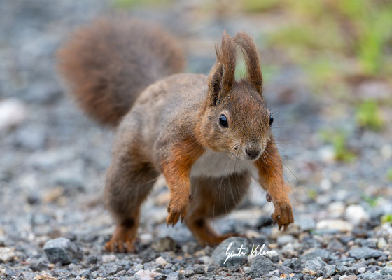 Eichhörnchen