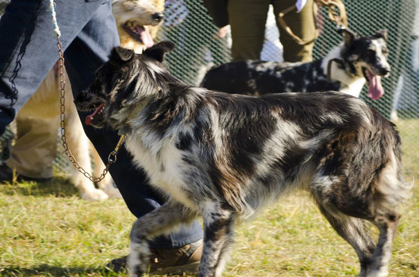 News Canedioropa Cane Da Pastore Biellese