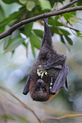 ©Zoo Zürich, Karsten Blum