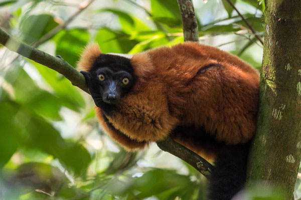 ©Zoo Zürich, Tobias Kramer