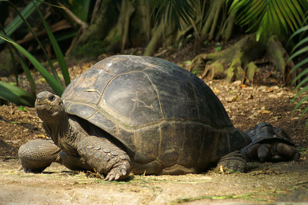 ©Zoo Zürich, Cordula Galeffi