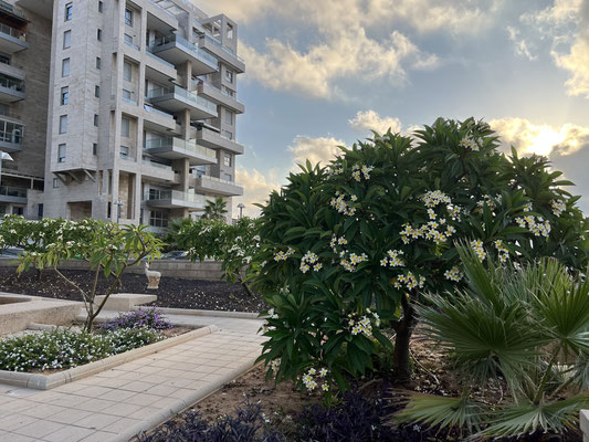 Jardins fleuris