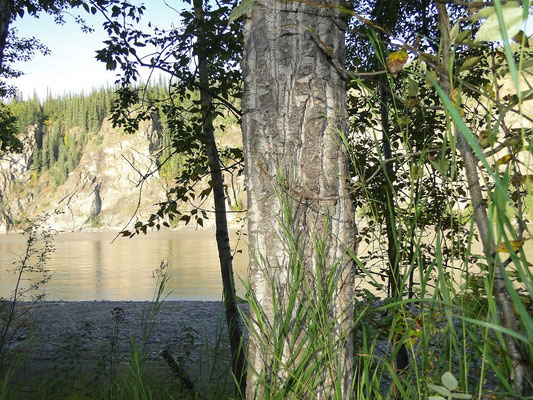 Aussicht von unserer Campsite auf den Yukon