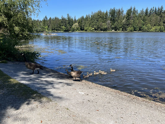 Gänsefamilie in der Lost Lagoon