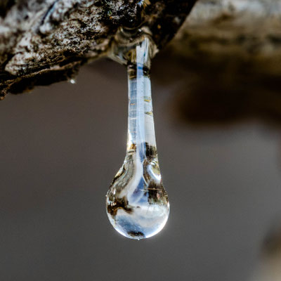 Goutte de Sèvres