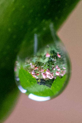 Goutte d'eau 