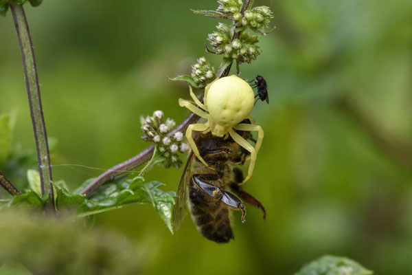 Déjeune de l'araignée Misumène  (appelée araignée Citron)