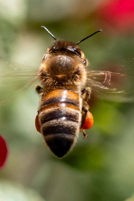 Abeille