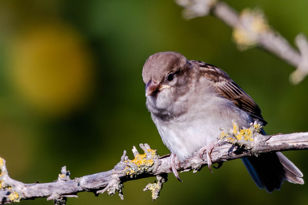 Moineau