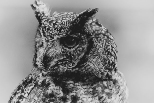 Chouette (Grand Duc)