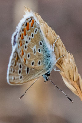Papillion l'azuré bleu
