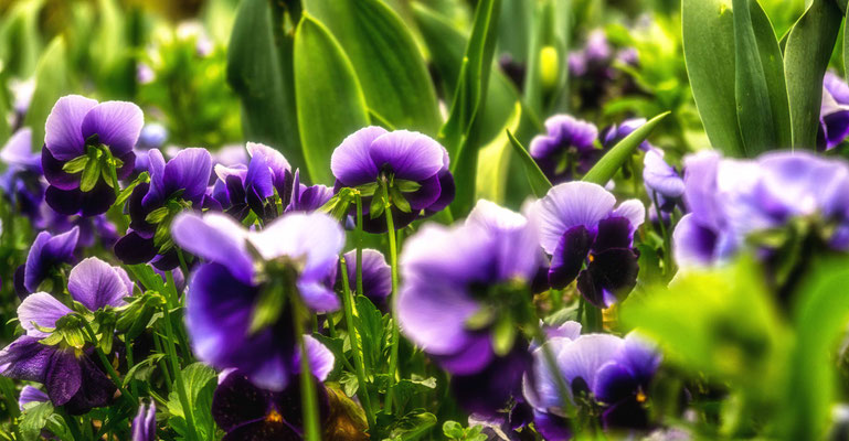 Blumenschichten