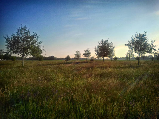 Feld bei der SAP-Arena, Mannheim