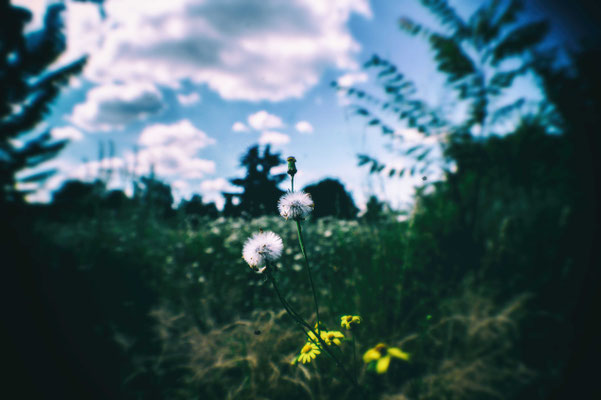 Experiment (Fisheye, geringe Schärfentiefe)