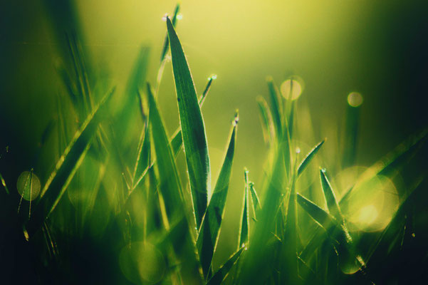 Mitten im Gras