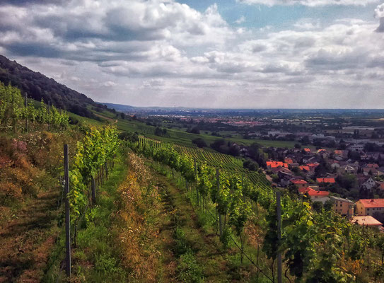 Weinberg um Schriesheim