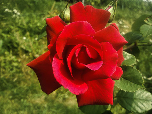 Rose Makro