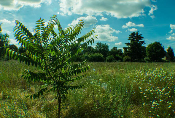 Sandhofener Natur im Fisheye-Look