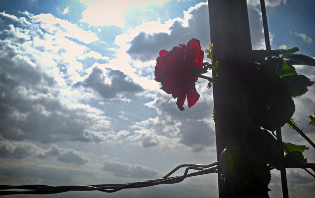 Rose im Gegenlicht