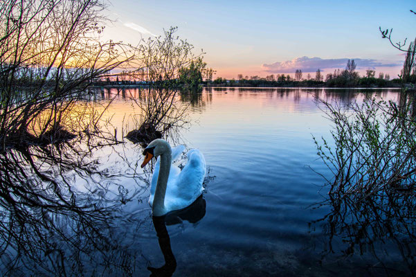 Mein lieber Schwan