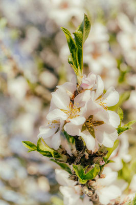 Der Frühling im Anflug