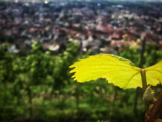 Blatt einer Weinrebe als Makroaufnahme