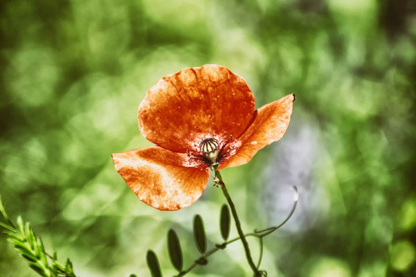 Mohn