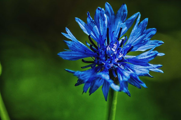 Kornblume