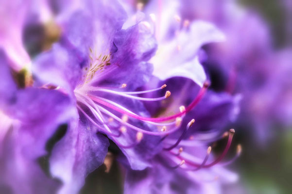 Traum in Violett