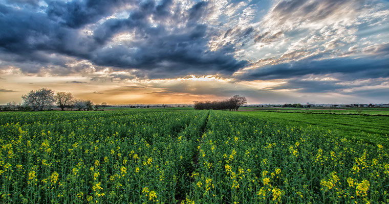 Feld und Himmel