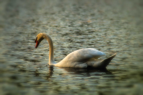 Märchenschwan