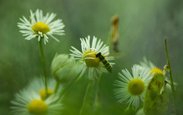 Makro bei meinen Schwiegereltern hinterm Haus