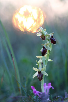 Ophrys araneola (Sud de la France)