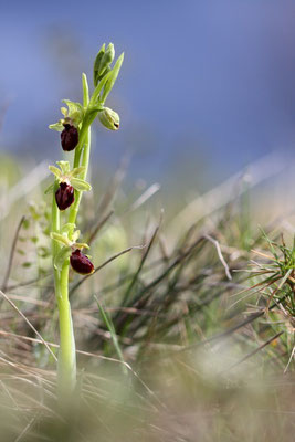 Ophrys exaltata (Sud de la France)