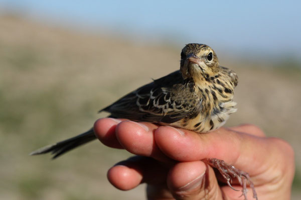 Pipit des arbres