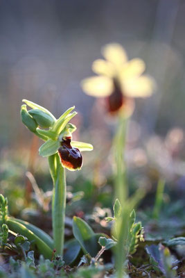 Ophrys araneola (Sud de la France)