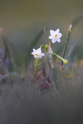 Narcisse sauvage (Sud de la France)