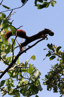 écureuil roux (Haute-savoie) 