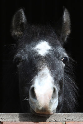 Junimond Hengst, Schimmel, geb. 2015 Shagya-Araber v. Jussuf-911 (Jelzin) x Bernina/ Bazar 