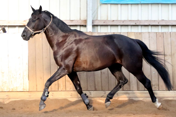 Sidney H (Österreichisches Warmblut, geb. 2011) 6jähriger Wallach von Sarkozy x Voltaire/Ramiro Z